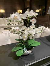Real magic touch white orchids in white pot 43cm