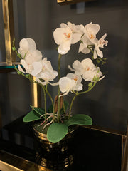 Value 35cm White Real Touch Orchid Flower in Display Gold Pot