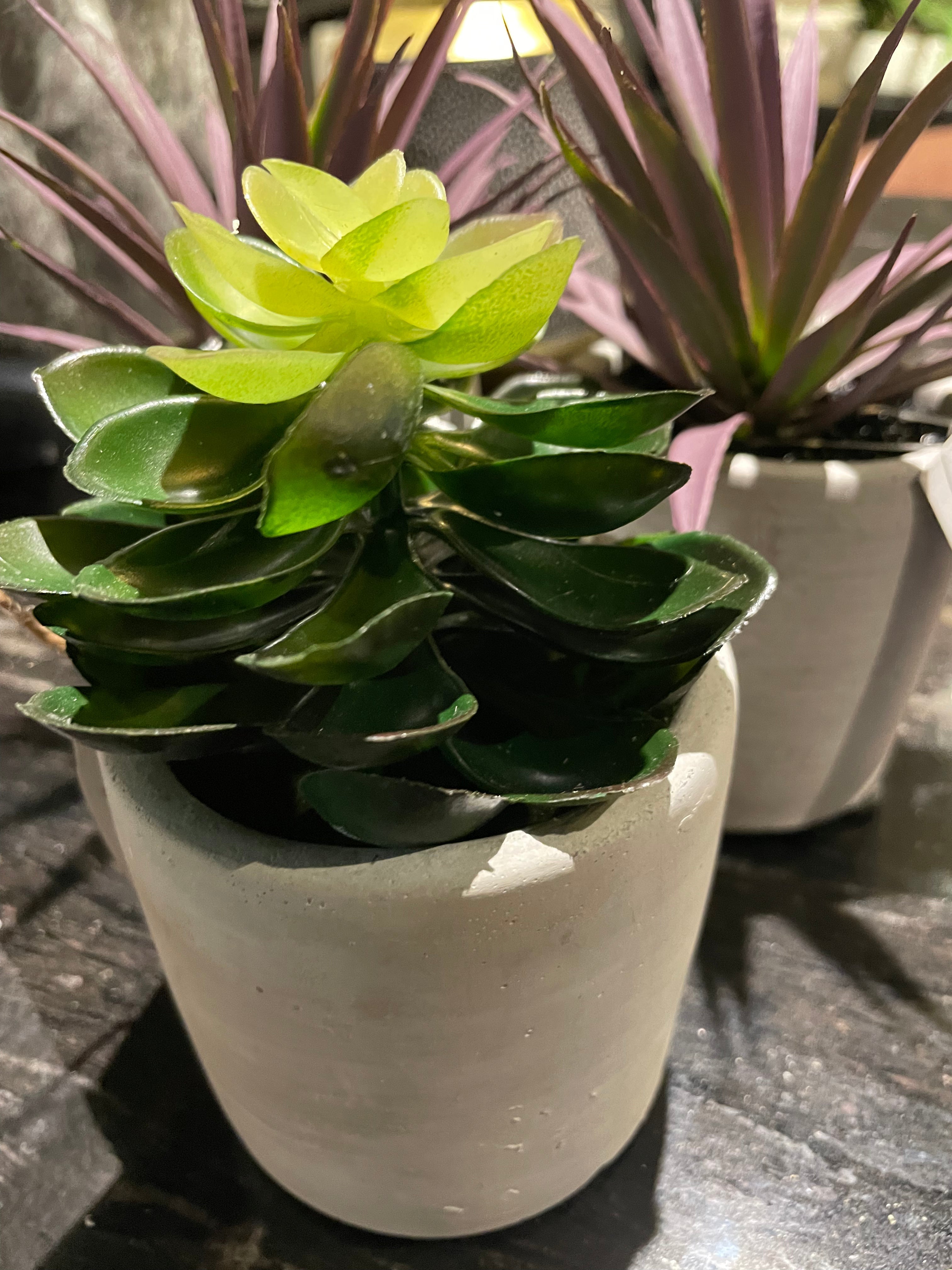 Jungle Plant in cement Pot 29551-Renaissance Design Studio