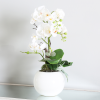 Real touch white orchids in white  pot 47cm instore purchase only