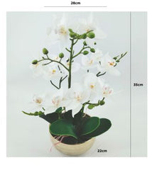 Value 35cm White Real Touch Orchid Flower in Display Gold Pot