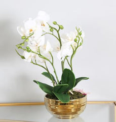 Value 35cm White Real Touch Orchid Flower in Display Gold Pot